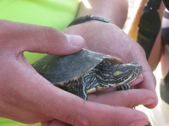 Trachemys venusta cataspila