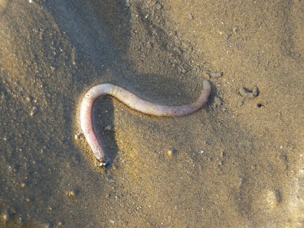 Antillesomatidae