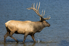 Cervus canadensis canadensis