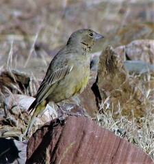 Sicalis olivascens
