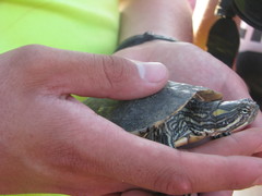 Trachemys venusta cataspila