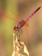 Trithemis annulata