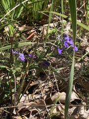 Dampiera linearis