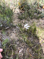 Gladiolus permeabilis