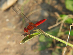 Crocothemis erythraea