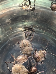 Halyomorpha halys