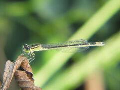 Ischnura elegans