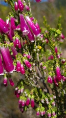 Erica diaphana