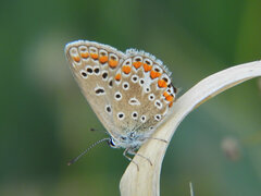 Polyommatus icarus