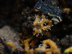 Polycephalomyces tomentosus