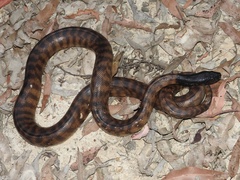 Aspidites melanocephalus