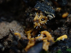 Polycephalomyces tomentosus
