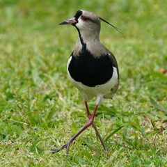 Vanellus chilensis