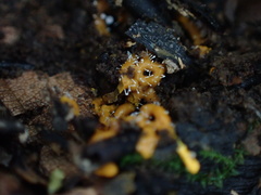 Polycephalomyces tomentosus