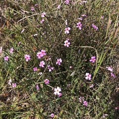 Jamesbrittenia calciphila