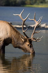 Cervus canadensis canadensis