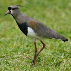 Vanellus chilensis