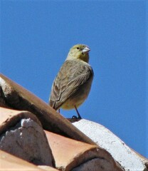 Sicalis olivascens