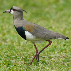 Vanellus chilensis