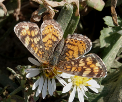Phyciodes tharos orantain