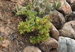 Mirabilis multiflora
