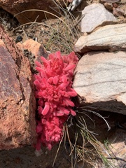Hyobanche sanguinea