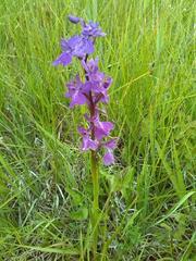 Anacamptis palustris