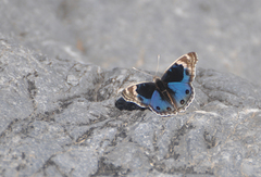 Junonia orithya
