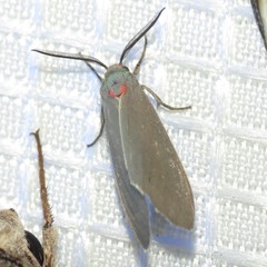Pygarctia murina