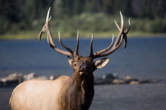 Cervus canadensis canadensis
