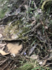 Poa morrisii