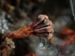 Metatrichia vesparium