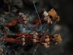 Metatrichia vesparium