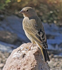 Sicalis olivascens
