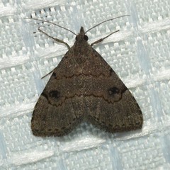 Nychioptera noctuidalis