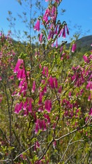 Erica diaphana