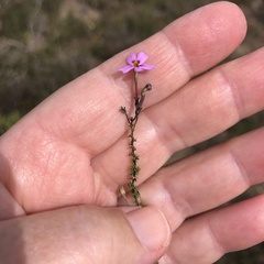 Jamesbrittenia calciphila