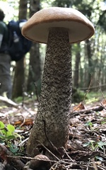 Leccinum