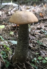 Leccinum
