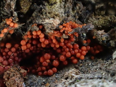 Hydropisphaera peziza