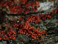 Hydropisphaera peziza