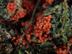 Hydropisphaera peziza