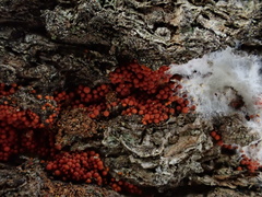 Hydropisphaera peziza