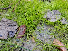 Pilularia globulifera