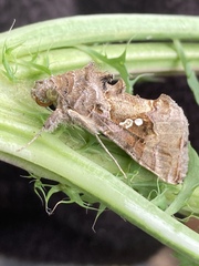 Chrysodeixis eriosoma