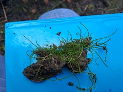 Pilularia globulifera