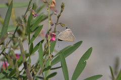 Deudorix livia