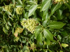 Vespula