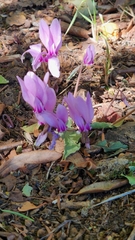 Cyclamen hederifolium