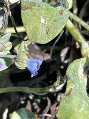 Mertensia maritima